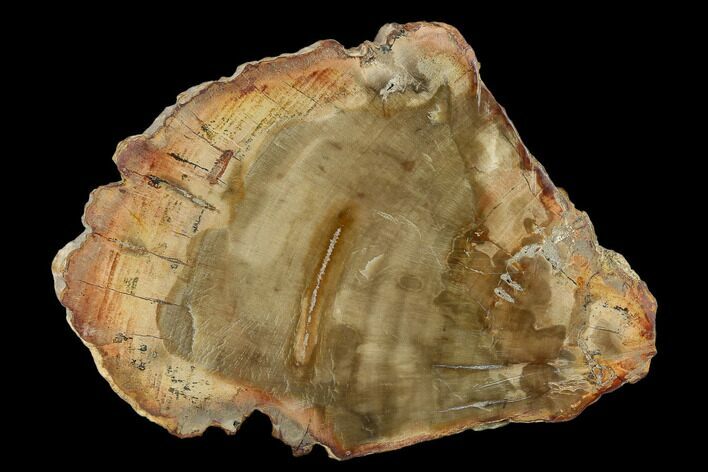 Petrified Wood (Araucaria) Slab - Madagascar #131406
